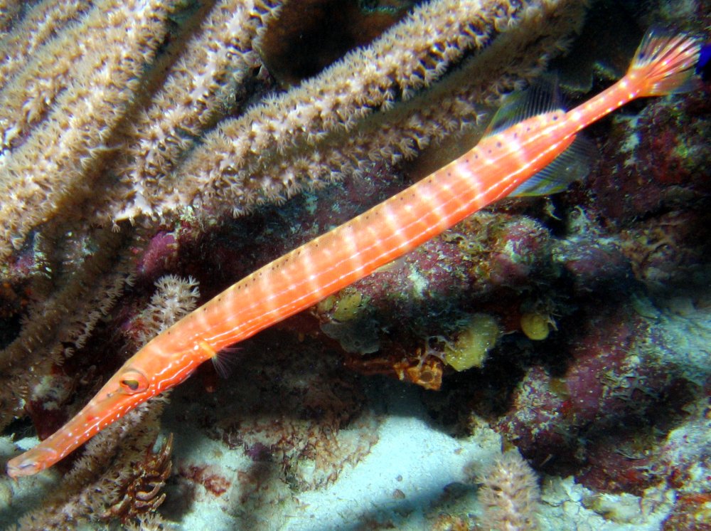 Atlantic Trumpetfish